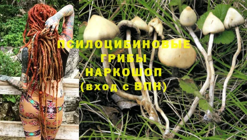 Псилоцибиновые грибы GOLDEN TEACHER  Кодинск 